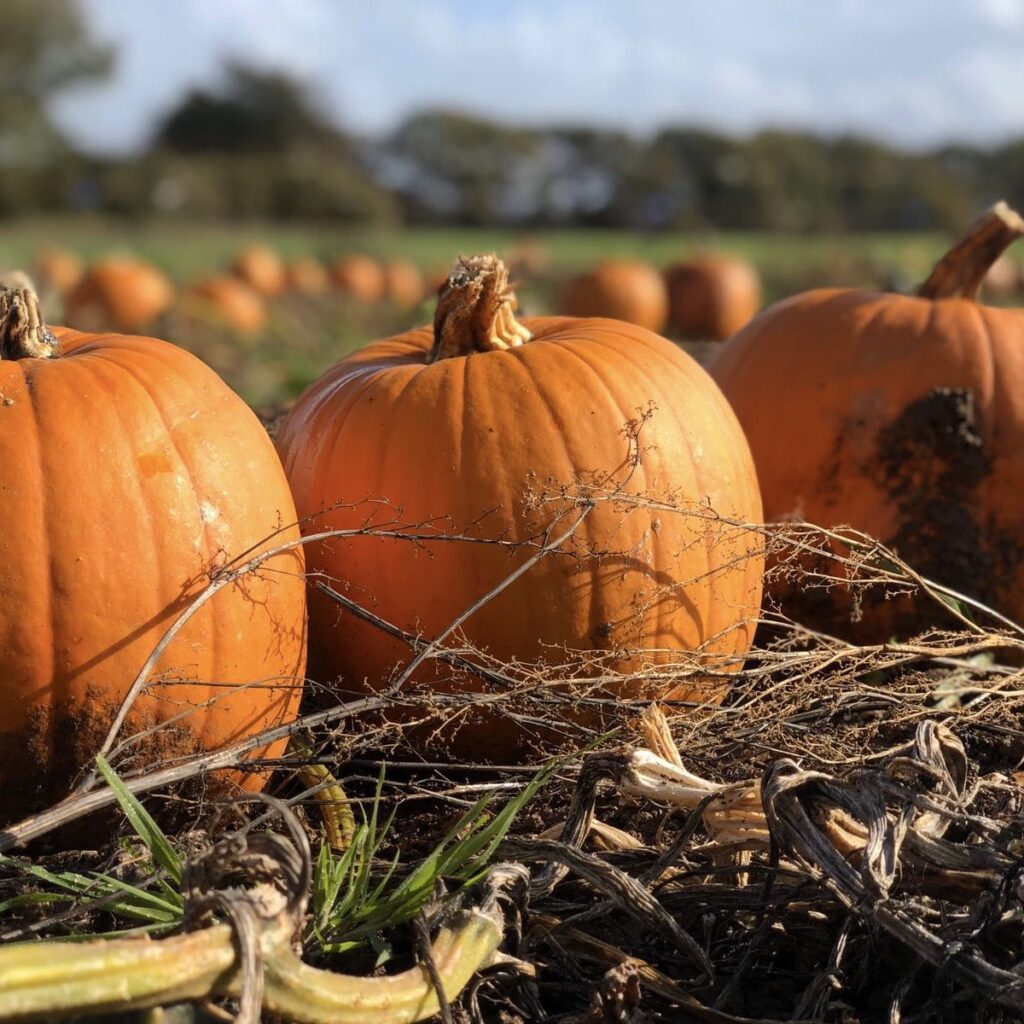 Pumpkins