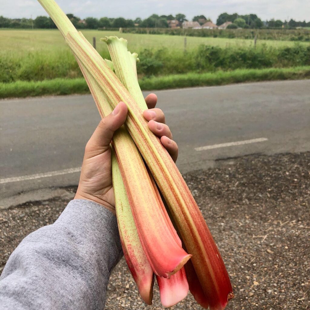 Rhubarb