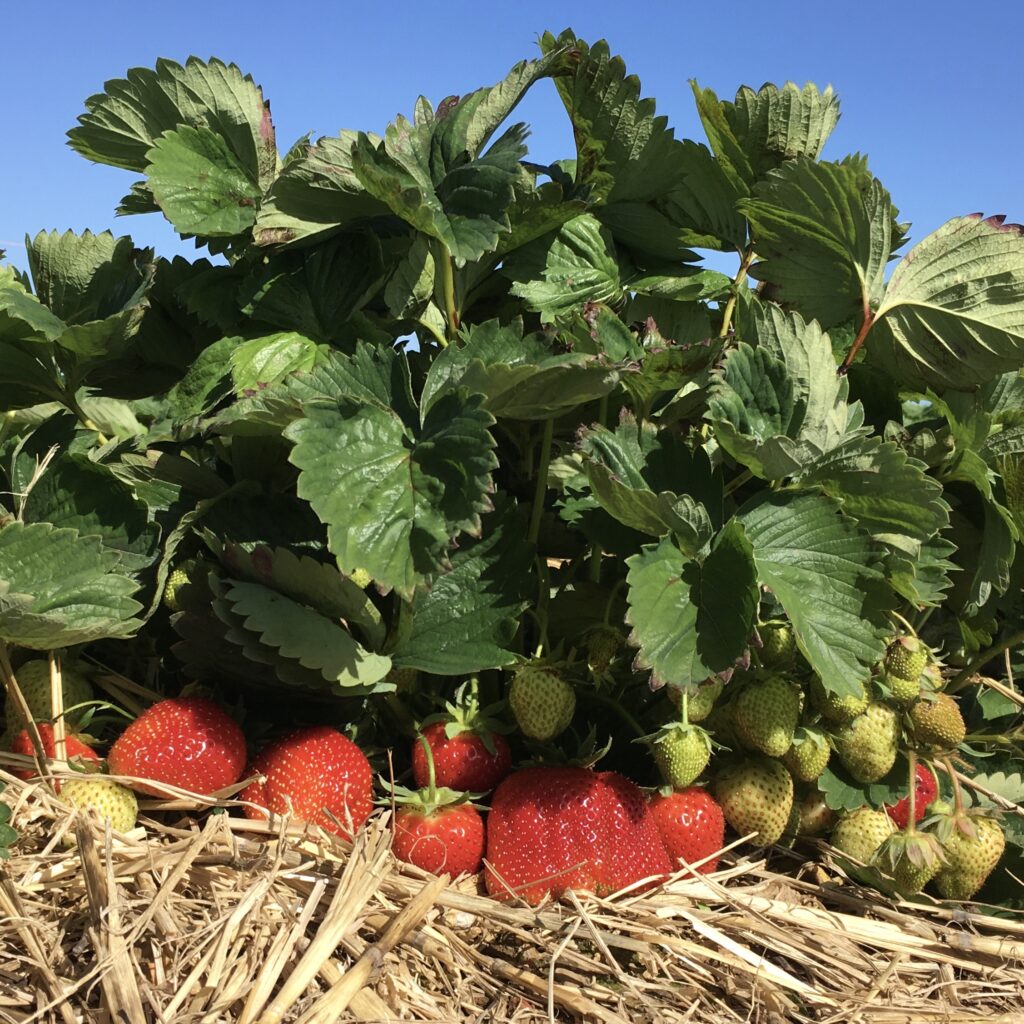 Strawberries