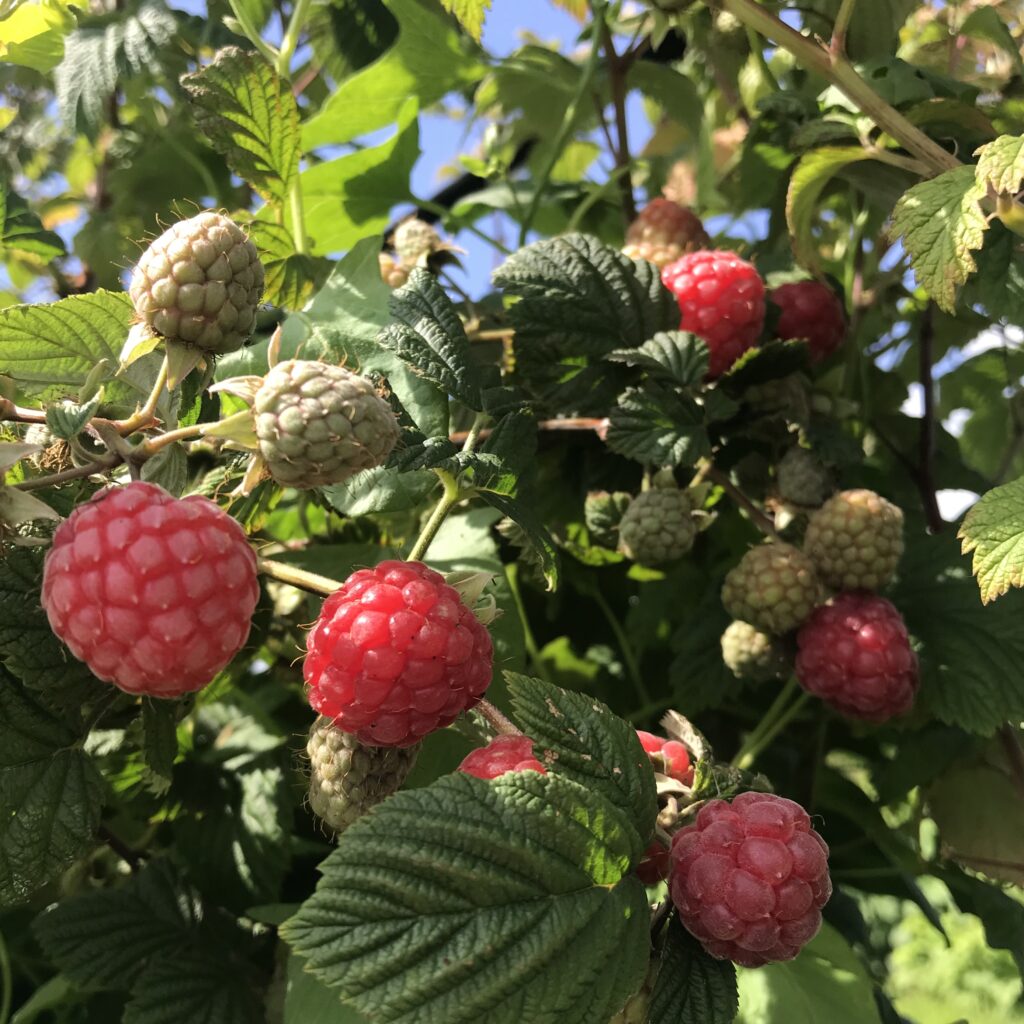 Raspberries